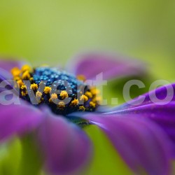 Purple flower pistils_2723 macro