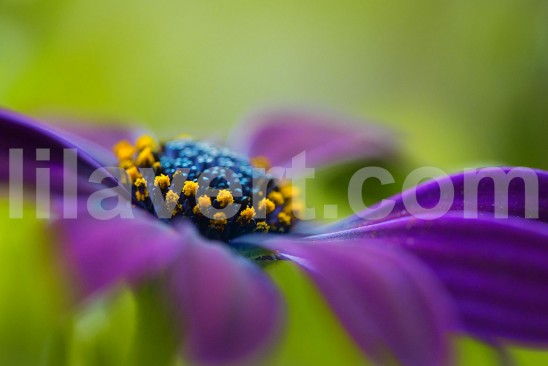 Purple flower pistils_2723 macro