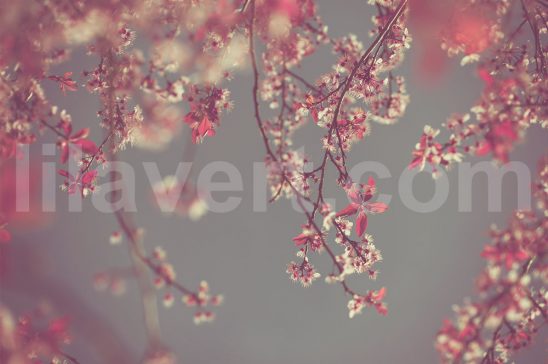 Vintage-Spring-preview-stock-image