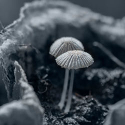 <span itemprop="name">Macro Mushroom</span>
