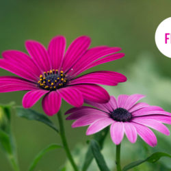 <span itemprop="name">Flowers</span>