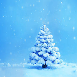 Free Christmas tree, snow background