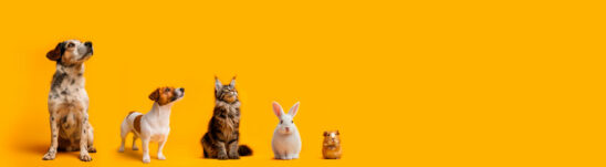 Banner of pets : dog, Russel terrier, cat Maincoon, a white rabbit and a guinea pig isolated on a yellow background. Pets, dogs and cats care. Copy text.