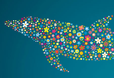 Sticker mural Dauphin - Dolphin