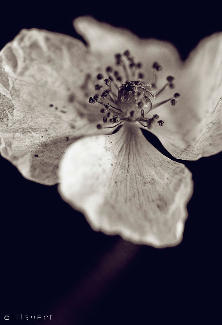 Photo macro- Coquelicot blanc / ©LilaVert