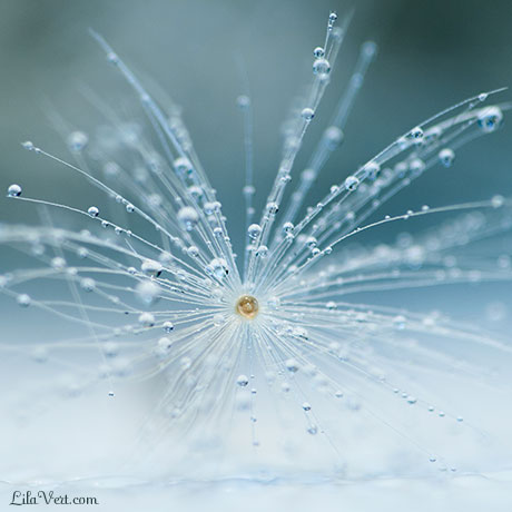 Dandelion macrophotographie