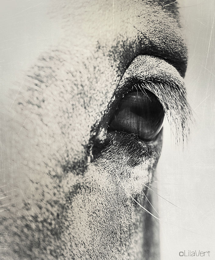 Macro proxy oeil cheval ©LilaVert