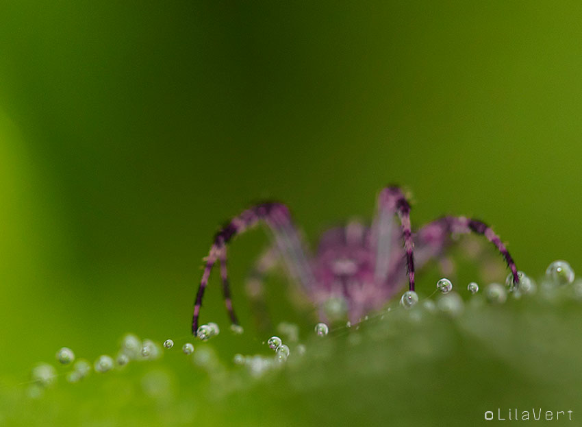 Photo macrophotographie araignée + gouttes / ©LilaVert