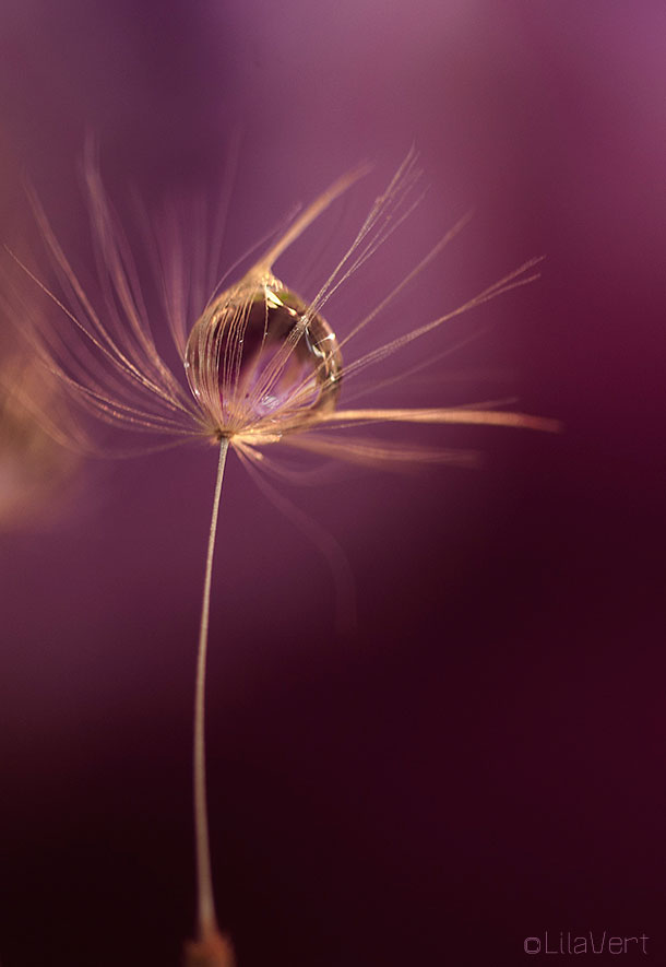 macro Graine de pissenlit - gouttes-LilaVert