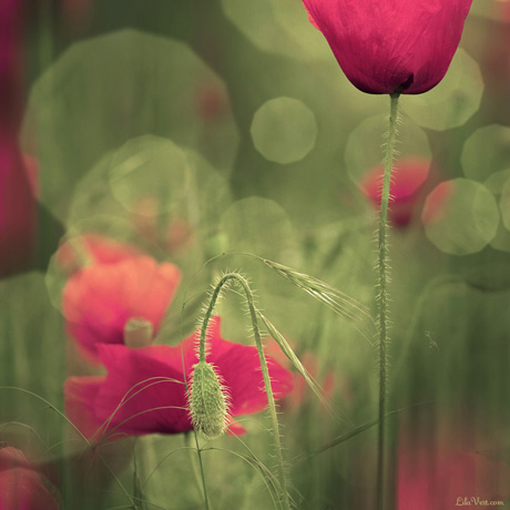 Photo coquelicots