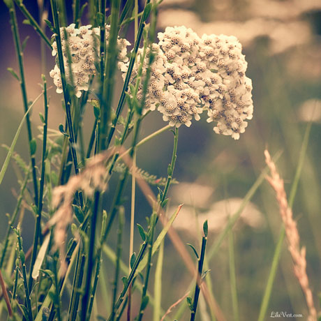 photo Haute-loire Vintage