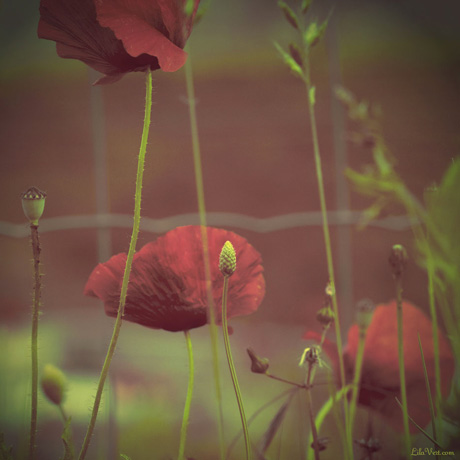 photo coquelicots