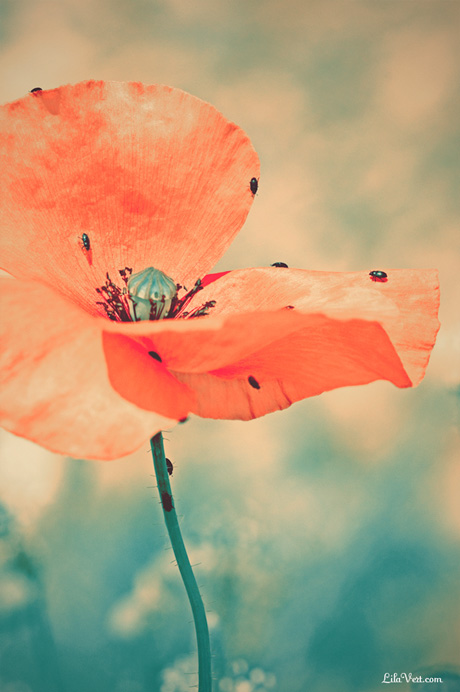 Photo coquelicots