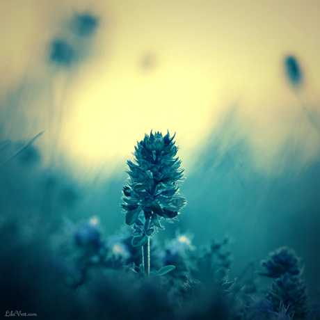 Photo fleur-bleue