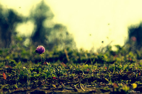 photo fleurs-des-champs