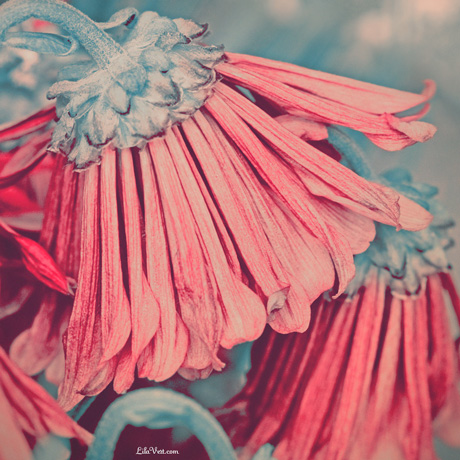 Photo fleurs-vintage