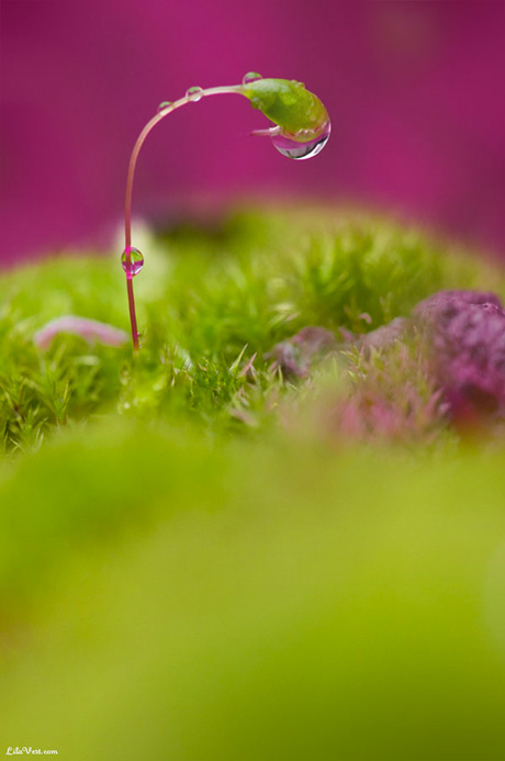 Photo macro Germe de Mousse